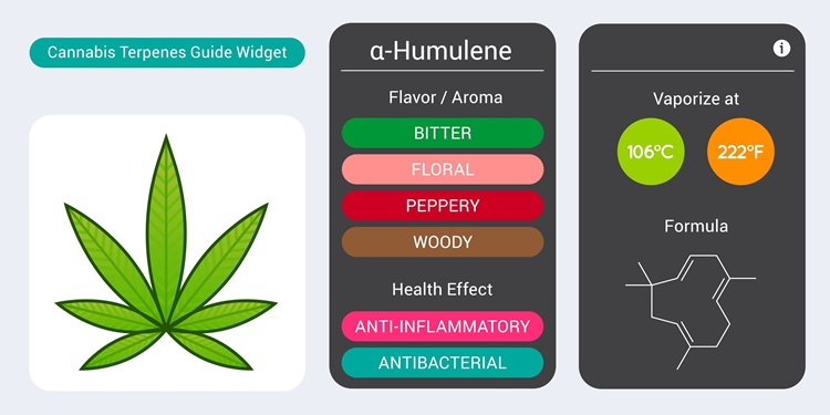 Guida ai terpeni della cannabis - Odore e sapore con benefici per la salute e temperatura di vaporizzazione - Humulene
