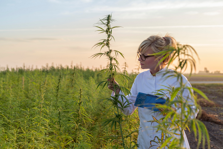 A scientist examines a cannabis plant in a field at sunset