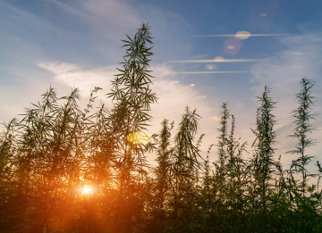 Vista di piante di cannabis al tramonto, per scoprire cos'è l'HHCH