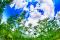Vue de dessous de plantes de cannabis et d'un ciel bleu avec des nuages, qu'est-ce que le 10-OH-HHC ? 