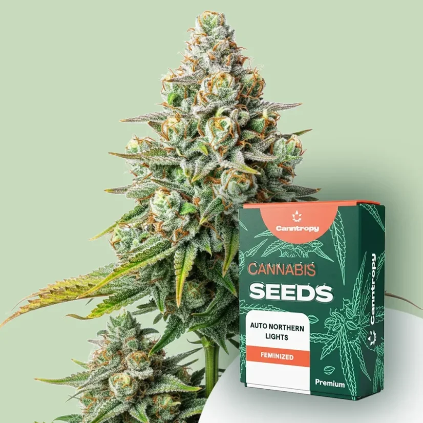 Canntropy Seeds Auto Northern Lights (Autoflowering)