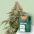 Canntropy Sementes Critical Jack (Feminizadas)