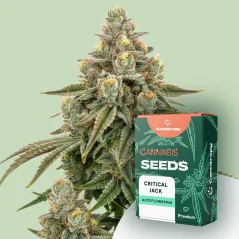 Canntropy Seeds Critical Jack (feminizované)