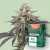 Canntropy Sementes Black Widow (Feminizadas)