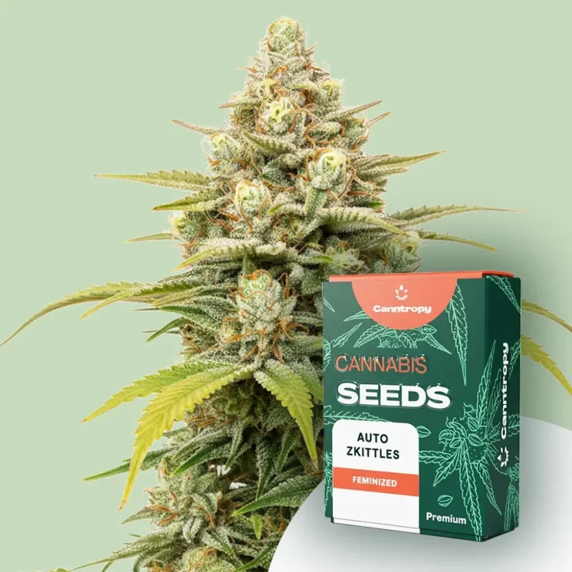 Canntropy Semillas Auto Zkittles (Autofloreciente)