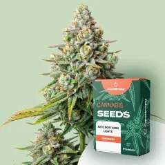 Canntropy Sementes Auto Northern Lights (Autoflorescentes)