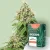 Canntropy Sementes Auto Amnesia Haze (Autoflorescentes)