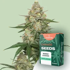 Canntropy Sementes Mango Cookies (Feminizadas)