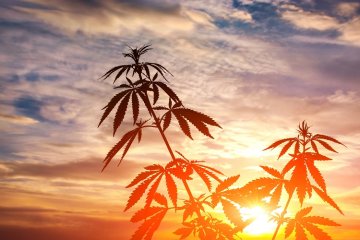 Pianta di cannabis contenente CBDP al tramonto