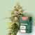 Canntropy Sementes Auto Zkittles (Autoflorescentes)