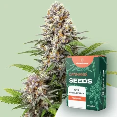 Canntropy Sementes Auto Gorilla Punch (Autoflorescentes)