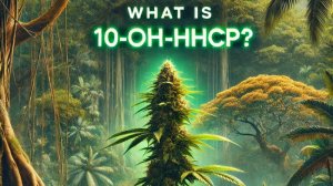 A jungle, with a cannabis plant in the middle and the text above it: What is 10-OH-HHCP?