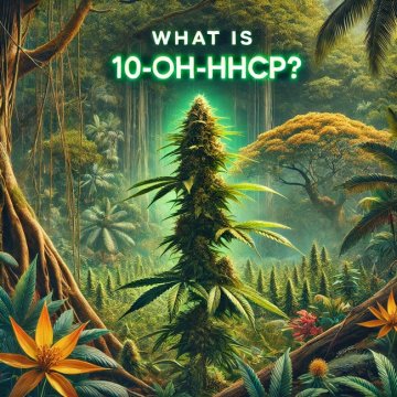 Una selva, con una planta de cannabis en el centro y el texto encima: ¿Qué es el 10-OH-HHCP?