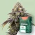 Canntropy Sementes Black Diesel (Feminizadas)