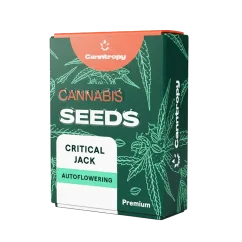Canntropy Seeds Critical Jack (feminizované)