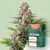 Canntropy Sementes Auto Gorilla Punch (Autoflorescentes)