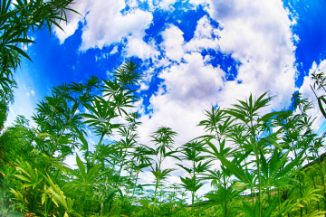 Blick von unten auf Cannabispflanzen und blauen Himmel mit Wolken, was ist 10-OH-HHC 