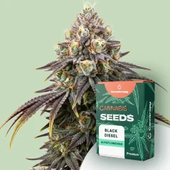 Canntropy Sementes Black Diesel (Feminizadas)