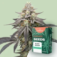 Canntropy Sementes Black Widow (Feminizadas)