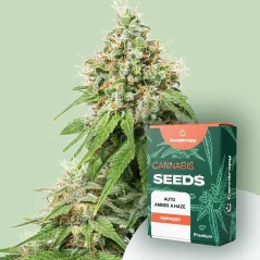 Canntropy Sementes Auto Amnesia Haze (Autoflorescentes)