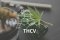 THCV