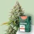 Canntropy Sementes Auto Northern Lights (Autoflorescentes)