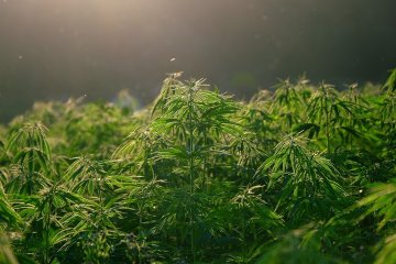 Τι είναι το THCB; Παραγωγή και επίδραση Τι είναι το THCB; Παραγωγή και επίδραση