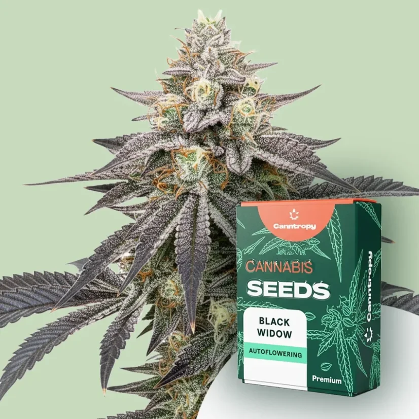 Canntropy Seeds Black Widow (Nőiesített)