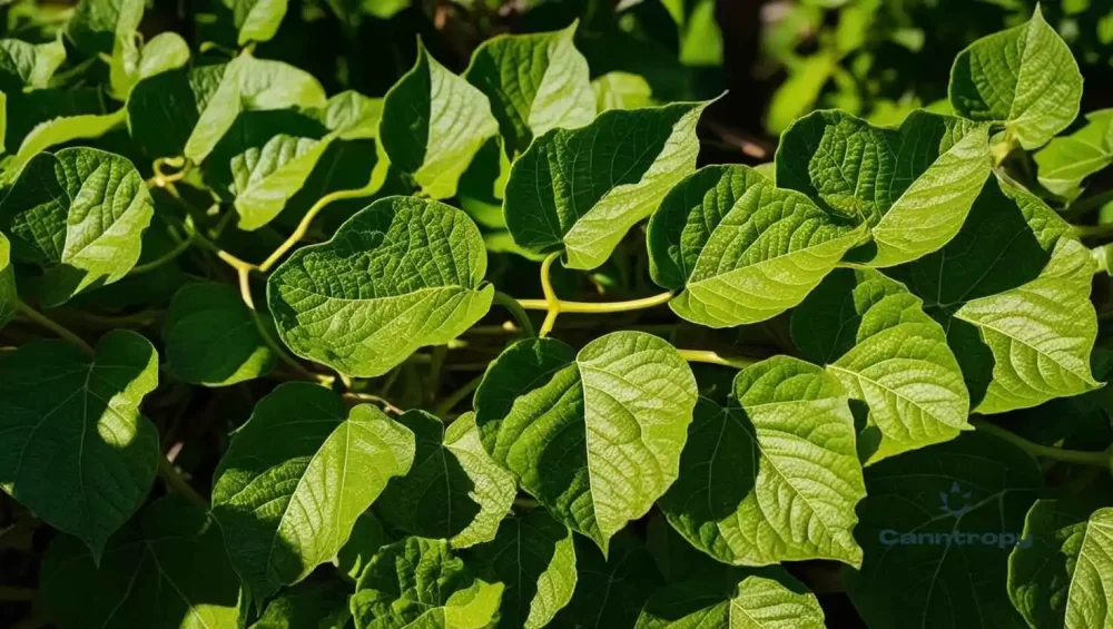 Foglie di kudzu, con il logo Canntropy