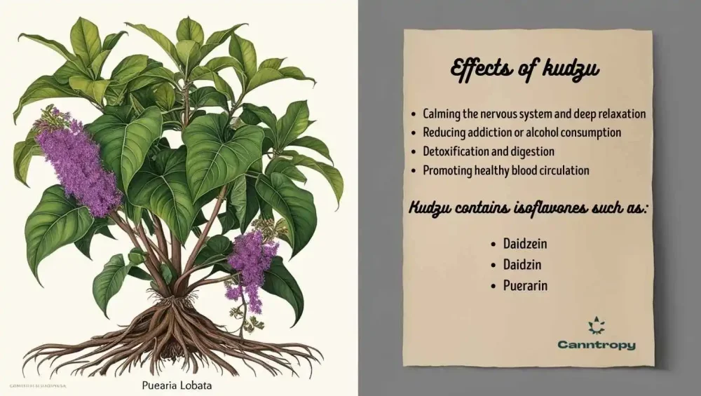 A sinistra, illustrazione della pianta di kudzu (Pueraria lobata); a destra, infografica: effetti del kudzu e contenuto di sostanze attive, con il logo Canntropy