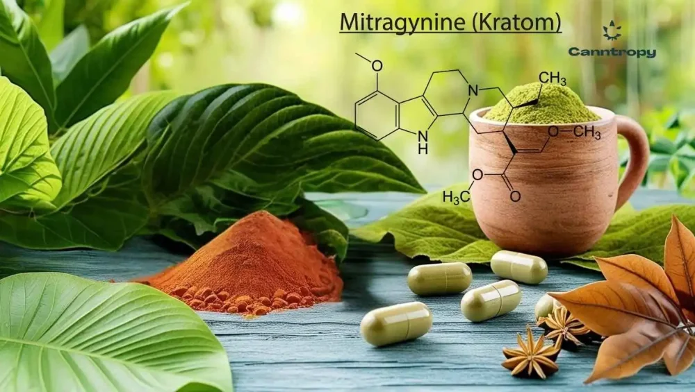 Different types of kratom, supplemented by the chemical structure of mitragynine
