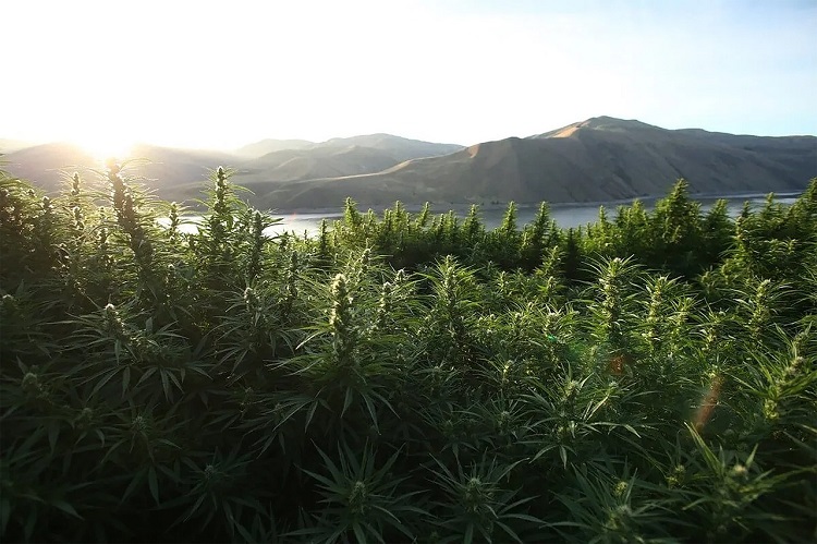 El CBN se encuentra de forma natural en el cannabis