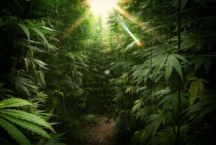 Djungeln av cannabisplantor där CBDP finns