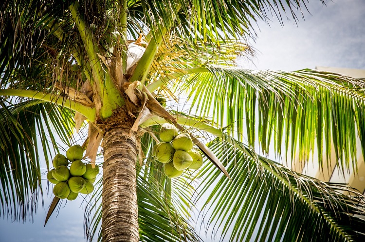 Palma z orzechami kokosowymi