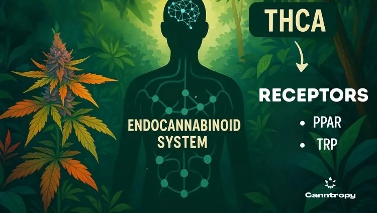 Infographic showing the human body with the endocannabinoid system, with information on the right that THCA interacts with PPAR or TRP receptors, and the Canntropy logo at the bottom right